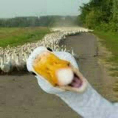 guslacoin's profile picture. https://t.co/EEyEJCBBD7