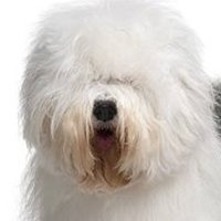 Steve Chambers (@stevech07788209) 's Twitter Profile