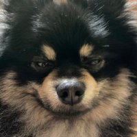 プレジ (@gdgdprg) Twitter profile photo