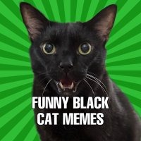 Funny Black Cat Memes(@blackcatmemes) 's Twitter Profile Photo