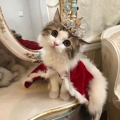 GreatBastet's profile picture. Manchester united 🔴⚪