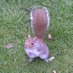 Squirrel (@ScotsSquirrel) Twitter profile photo