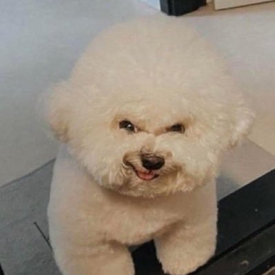 TosMosqui's profile picture. dis racon belong to the creek