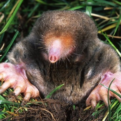 Moorhuss's profile picture. 