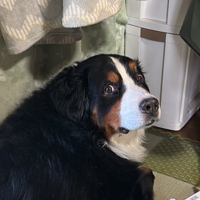 kurotenginpaku's profile picture.