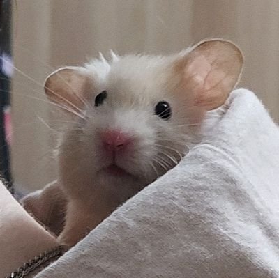 OblitusLiber's profile picture. экстремистка ©минюст рф//аккаунт с четкой политической позицией//много ретвитов//aka indomitable4553