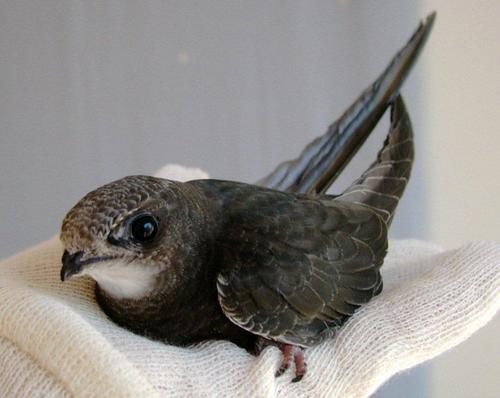 Save Our Swifts