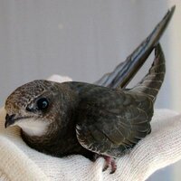 Save Our Swifts (@saveourswifts) 's Twitter Profile