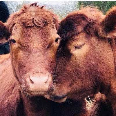 Check out our natural, cruelty- free product reviews. https://t.co/G1lAVhPiqu Smile, life is good! Furry little creatures make life special!