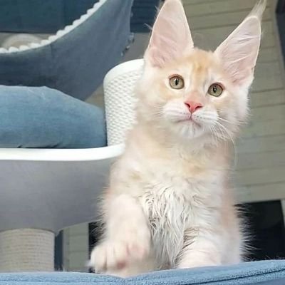 maincoon_r's profile picture. Lovely and friendly and adorable kittens for Rehoming delivery and pick up and no scamming is done here legit breeder