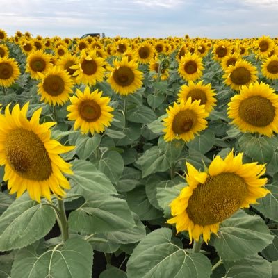 Sunflower buyer in central ND