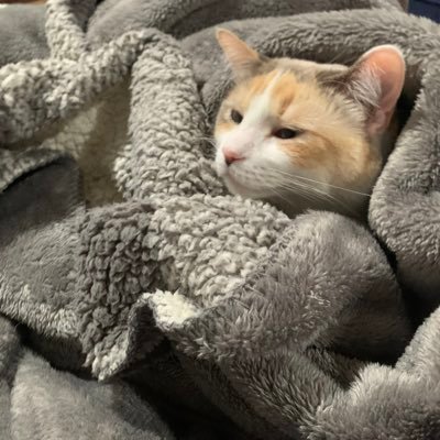 Cat_CBT's profile picture. 