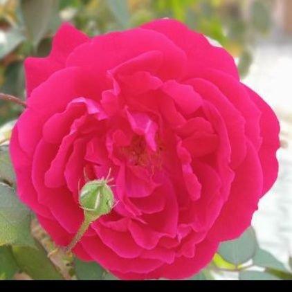 PinkyGottam's profile picture. एहसास कुछ पलो का।🤗