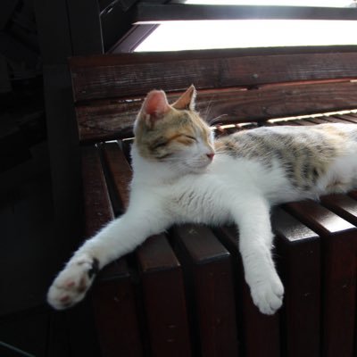 chat_noir222's profile picture. 🐈🐈と暮らすshipper 日常ツイは🟦で。TLは時々のぞいていますが、イベント告知や二次創作関連のお知らせしか呟かないと思います。🟦等他の垢のID等はプロフカードをご確認ください🙏