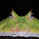 Félix Menchaca - @Dolomeles - Twitter