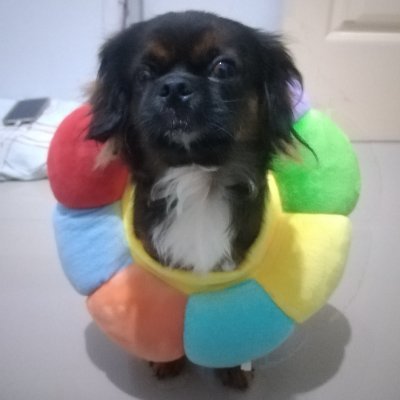 cc_yutaaaaa's profile picture. 🐙 🦋 🌱 🐻 🌻