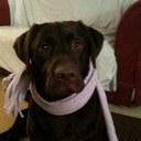 Danielle Wrigley - @Wriggles1283 - Twitter