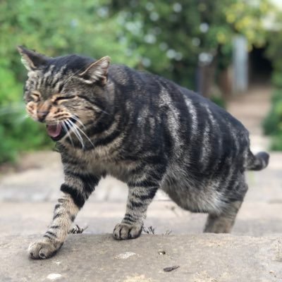 kittymawk's profile picture. @MokJonathan (ex-Senior Analyst in hedge fund and special opportunities fund)