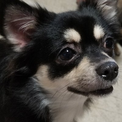 daiawanwan's profile picture. むむ