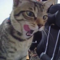 🌊🐈気まぐれポニーちゃん🐈🐟 (@capricious_pony) 's Twitter Profile