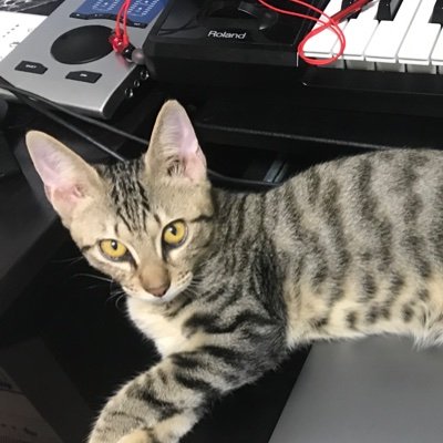 でるび君さんのプロフィール画像