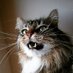 Beast the Cat 🦁 (@Beast_the_Cat) Twitter profile photo