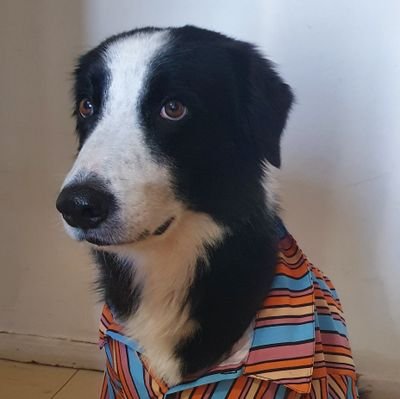 juliomotacampos's profile picture. Uso para reclamações e notas pessoais