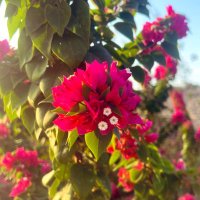 شتلة برية (@1shatlah) Twitter profile photo