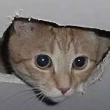 valankar's profile picture. your mom