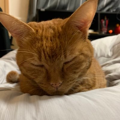 NekoMaruの猫と映画とゲーム専用垢さんのプロフィール画像