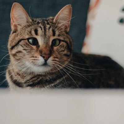 Merhaba, ben şaşı kedi Şirin. namıdiğer Şirin-ku. Tekirim! 😻