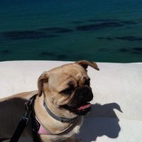 Renzo Valentini🇮🇹🇮🇹🇮🇹iononmiinginocchio - (@valentini2renzo) 's Twitter Profile