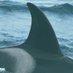 Orca Ibérica GTOA (@orca_iberica) Twitter profile photo Orca Ibérica GTOA (@orca_iberica) Twitter profile photo