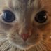 catto (@twit_ramen) Twitter profile photo catto (@twit_ramen) Twitter profile photo