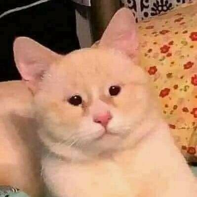 leopingui105's profile picture. 