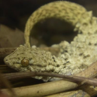 ちょっとだけヘビとか飼ってる人です。