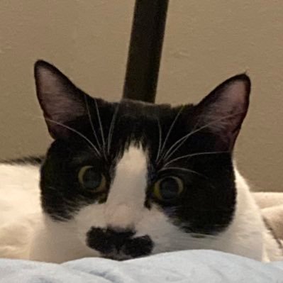 goblinpresident's profile picture. kelso. 27. any pronouns. genderqueer. chaotic good bisexual. if ur a terf fuck off outta here. :)