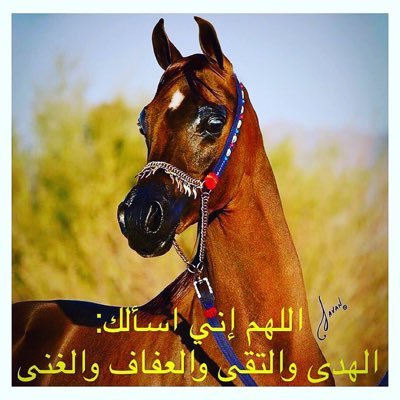 MsssAmmm7 Profile