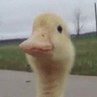 parpy (@parpyfn) 's Twitter Profile Photo parpy (@parpyfn) 's Twitter Profile Photo