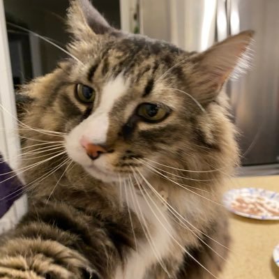 I ‘m Dave. Chuck (Cat). Engineer. Scientist. USMC, USAF. Seek facts/truth. Fix the problem, not the blame! Be nice… Pls? God bless. Free sarcasm. Please follow.