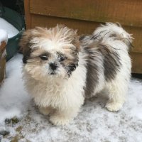 Bobby (@bob_the_tzu) 's Twitter Profile