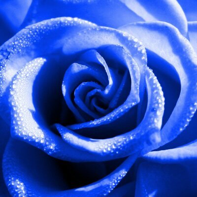 Marissa97975734's profile picture. I am a nice guy, but ladies I am not flirting with you, because I am very happily married. #Resistance. All DMs will be blocked.  NO Lists.