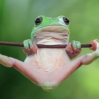 Gunmo333's profile picture. Frog.