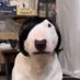 perro (@gato_del_dibujo) Twitter profile photo perro (@gato_del_dibujo) Twitter profile photo