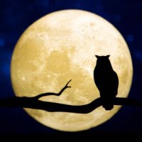Night Owl (@night_owls247) 's Twitter Profile Photo Night Owl (@night_owls247) 's Twitter Profile Photo