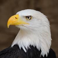 USA8642's profile picture. 