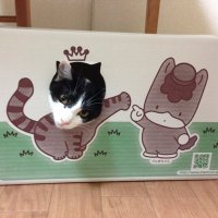 佐伯ハチワレ葉子 (@ruriomomokotaro) 's Twitter Profile Photo