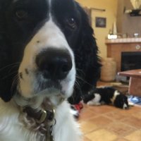 FeistySpaniel (@feisty_spaniel) 's Twitter Profile