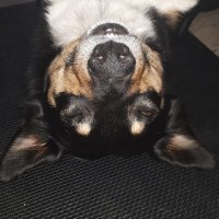 Cody J (@codyjttrpg) 's Twitter Profile