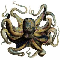 ninus (@blikblok42) 's Twitter Profile